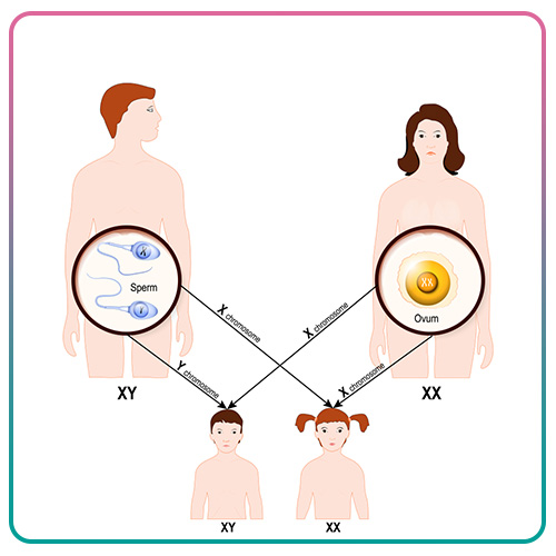 تعیین جنسیت صد در صدی جنین