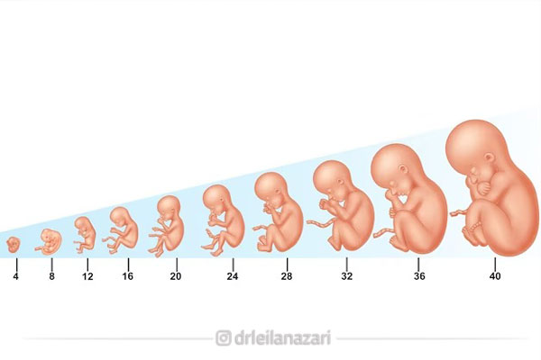 محاسبه سن بارداری از زمان لقاح