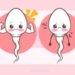 اسپرم غیر طبیعی و ناسالم چه فرقی با اسپرم سالم دارد؟