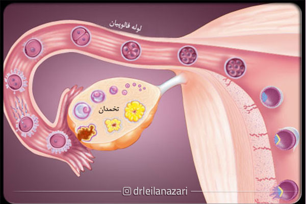 تخمک گذاری دقیقاً چطور کار می کند؟