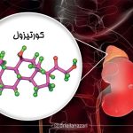 رابطه سطح کورتیزول با عملکرد سیستم تولید مثل